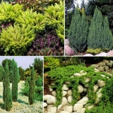 Sorte i vrste kleke sa fotografijom i imenom